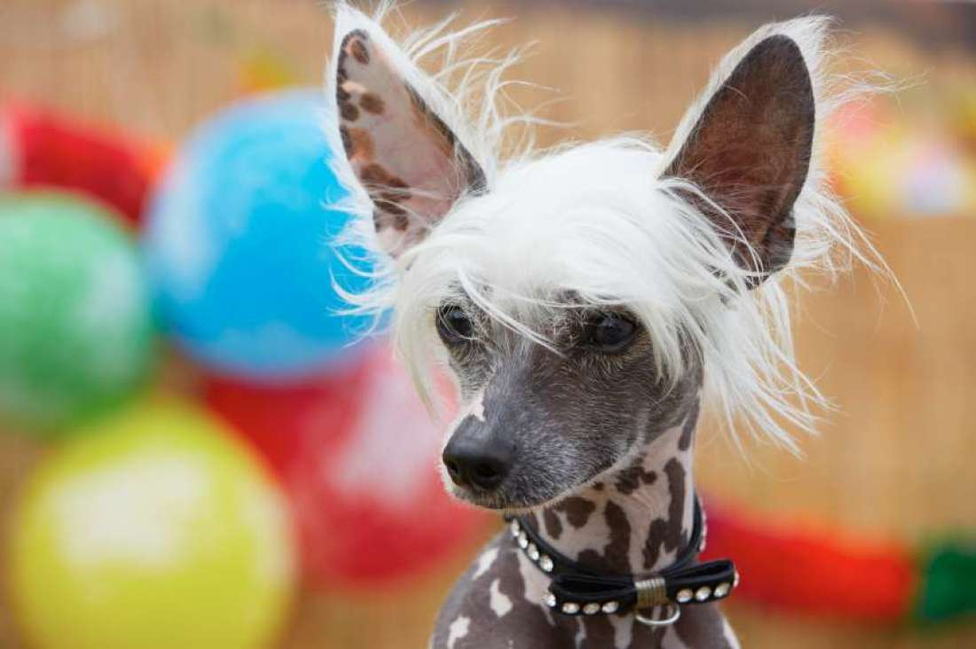 Chinese-Crested